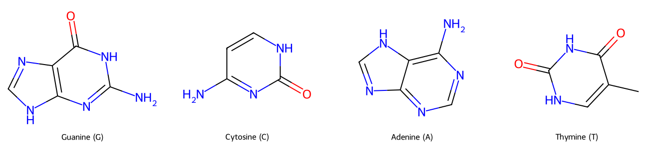 DNA bases G C A T