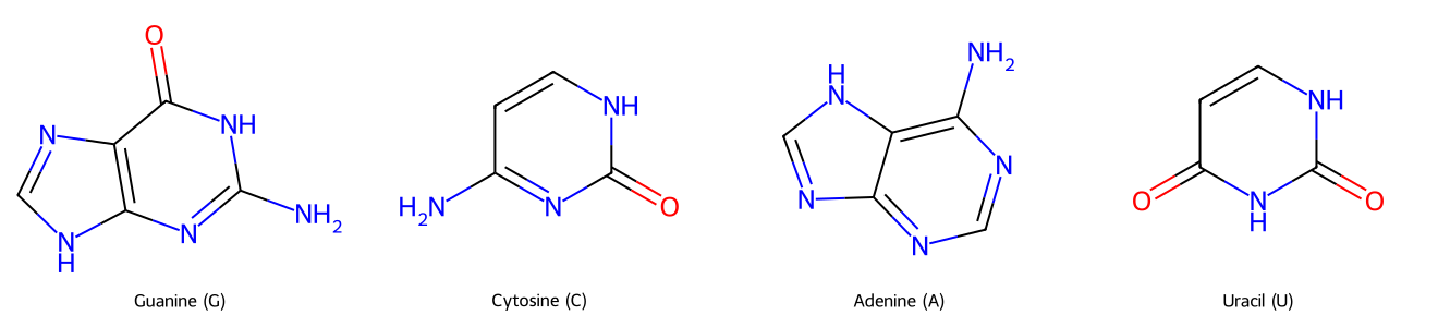 RNA bases G C A U
