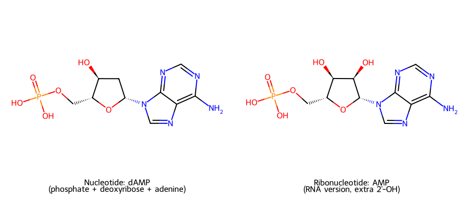 Nucleotide structure