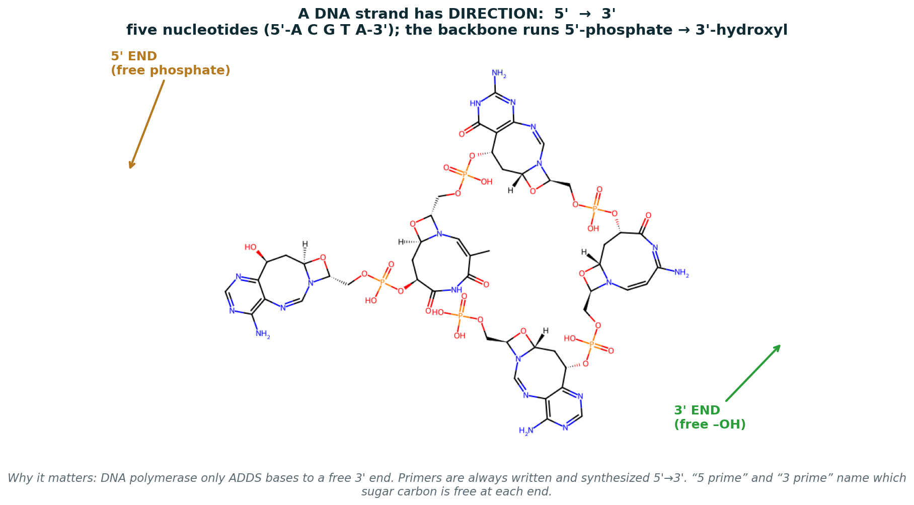 5 nucleotide real structure