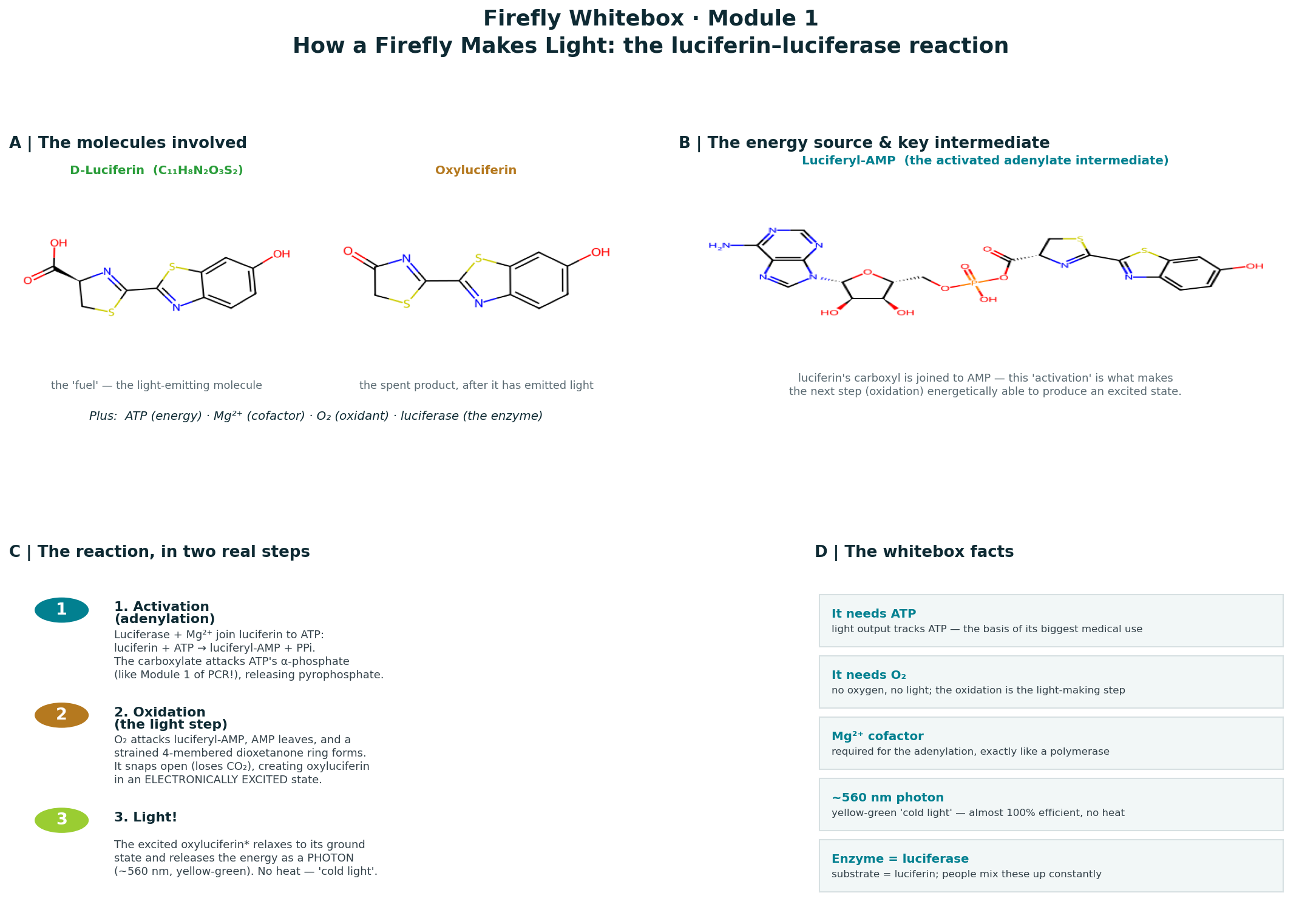 firefly reaction and molecules