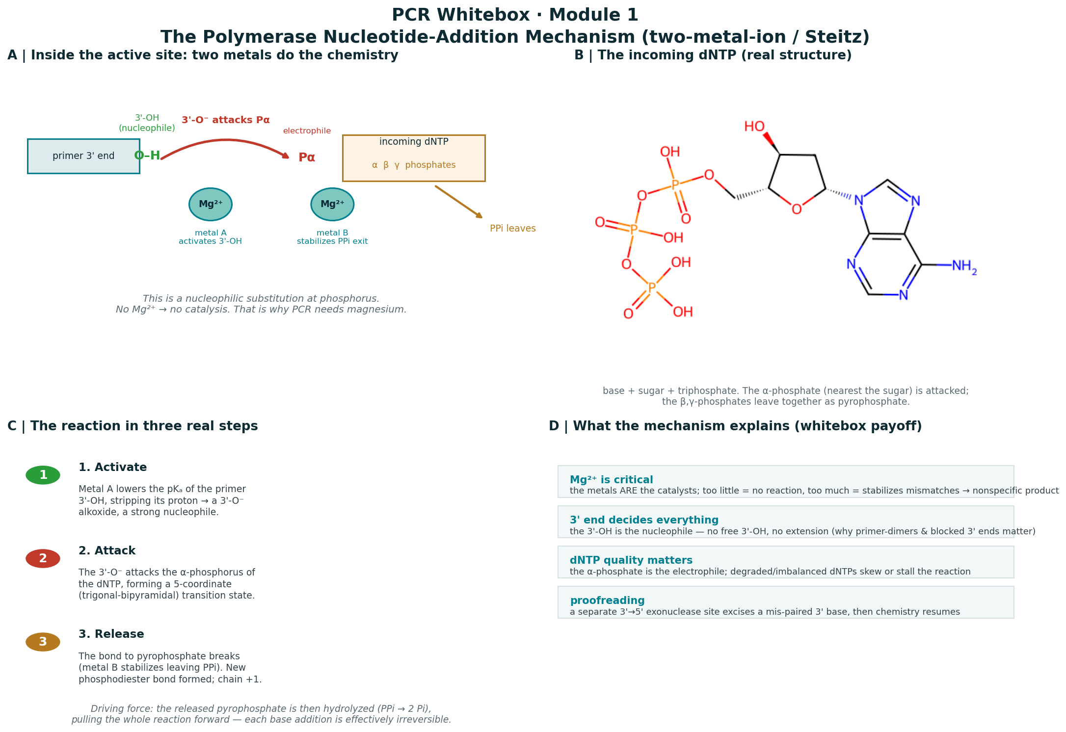 nucleotide addition mechanism