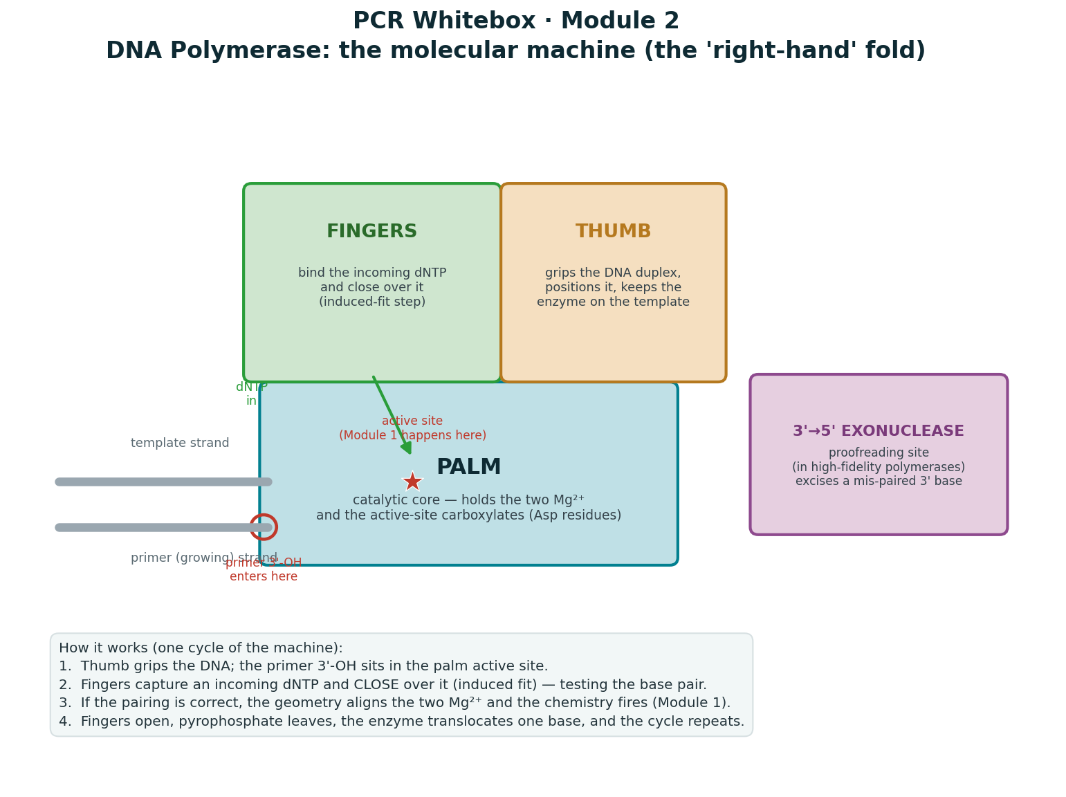 polymerase architecture